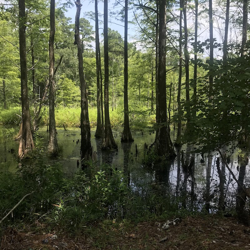 The Retreat Rice Plantation