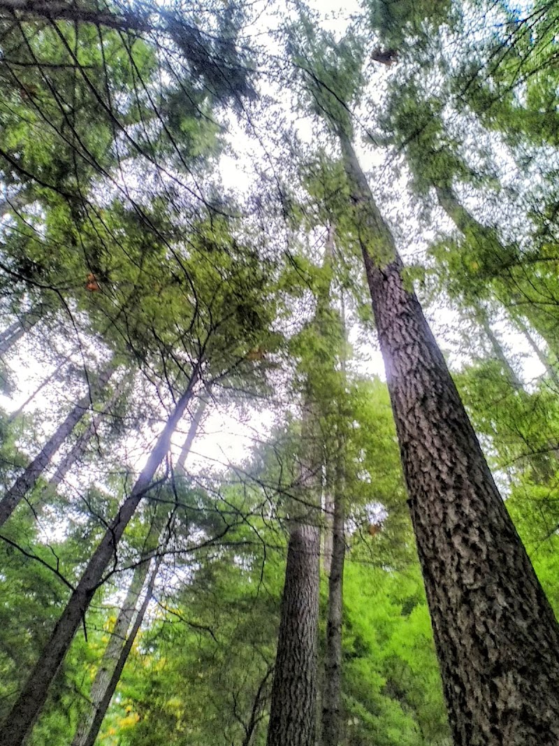 Rainbow Lodge Retreat Center thumbnail 2